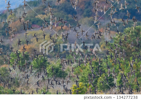 A flock of Tomoe ducks covering the sky 134277238