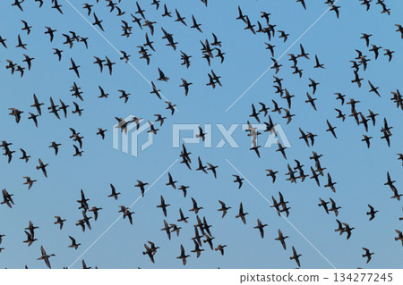 A flock of Tomoe ducks covering the sky A flock of Tomoe ducks covering the sky 134277245