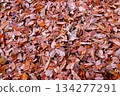 落葉的秋景 134277291