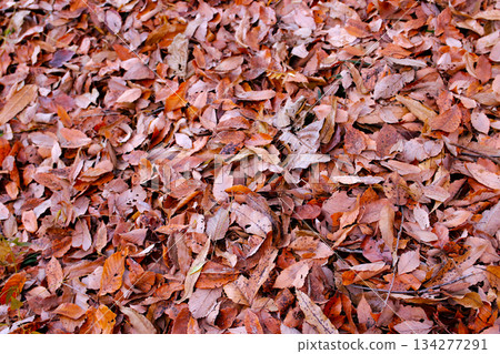 Autumn landscape with fallen leaves Autumn landscape with fallen leaves 134277291