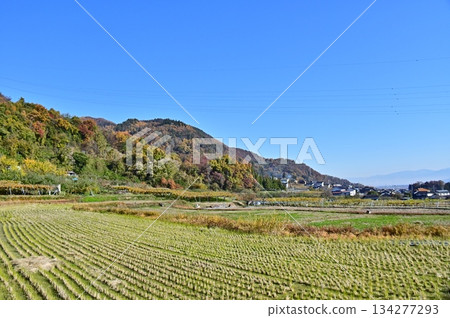 收割後的稻田景色 134277293