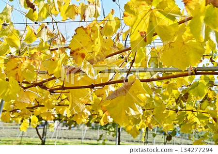 黃化的葡萄葉 134277294