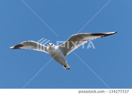 黑頭鷗：一種飛往日本沿海的海鳥－瀕危物種 134277337