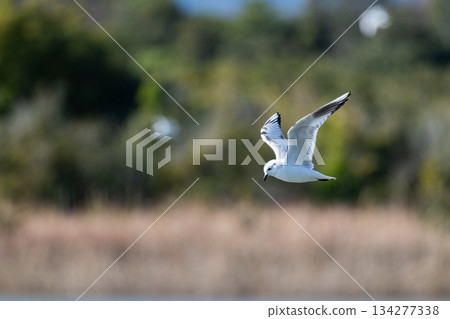 Black-headed Gull: A seabird that flies to the coast of Japan - Endangered 134277338