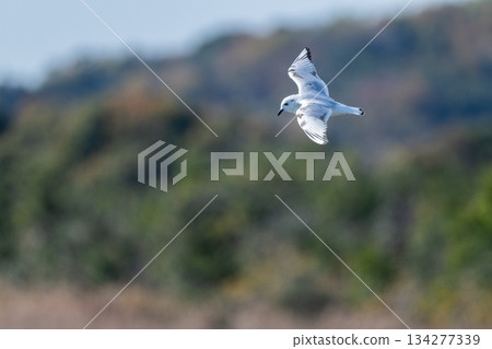 Black-headed Gull: A seabird that flies to the coast of Japan - Endangered 134277339