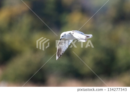 黑頭鷗：一種飛往日本沿海的海鳥－瀕危物種 134277343