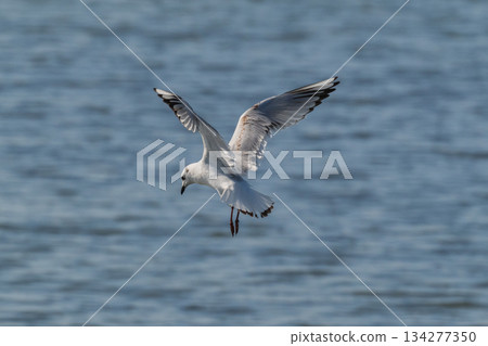 黑頭鷗：一種飛往日本沿海的海鳥－瀕危物種 134277350