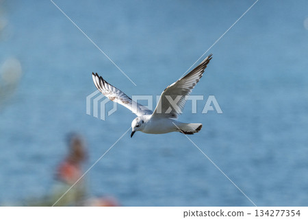 Black-headed Gull: A seabird that flies to the coast of Japan - Endangered 134277354