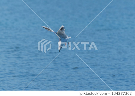 黑頭鷗:一種飛往日本沿海的海鳥-瀕危物種 黑頭鷗:一種飛往日本沿海的海鳥-瀕危物種 134277362