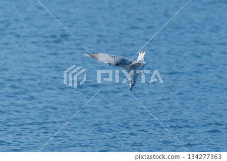黑頭鷗:一種飛往日本沿海的海鳥-瀕危物種 黑頭鷗:一種飛往日本沿海的海鳥-瀕危物種 134277363