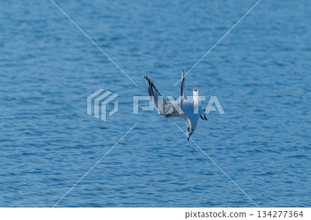 黑頭鷗：一種飛往日本沿海的海鳥－瀕危物種 134277364