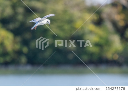 黑頭鷗:一種飛往日本沿海的海鳥-瀕危物種 黑頭鷗:一種飛往日本沿海的海鳥-瀕危物種 134277376