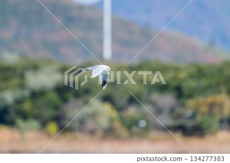 Black-headed Gull: A seabird that flies to the coast of Japan - Endangered 134277383
