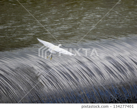 Alighting on the Inagawa River's rubberized fabric undulating weir 134277401
