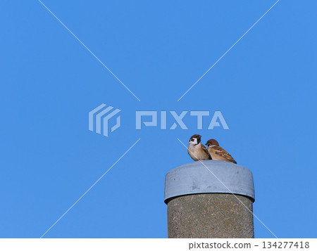 麻雀們擠在一起,映襯著藍天。 麻雀們擠在一起,映襯著藍天。 134277418