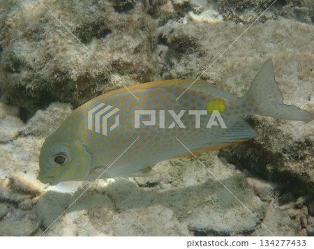 來自泰國洛克群島的魚 134277433