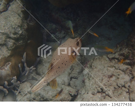 來自泰國洛克群島的魚 134277438