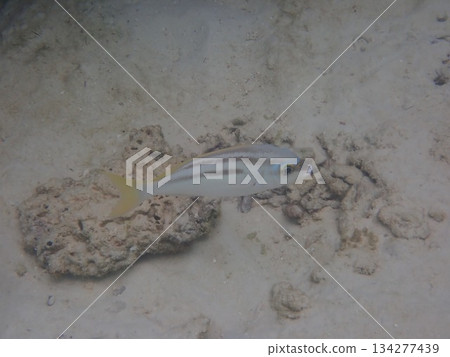 Fish from the Rok Islands in Thailand 134277439