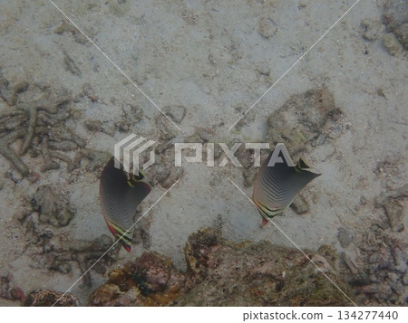 Fish from the Rok Islands in Thailand 134277440