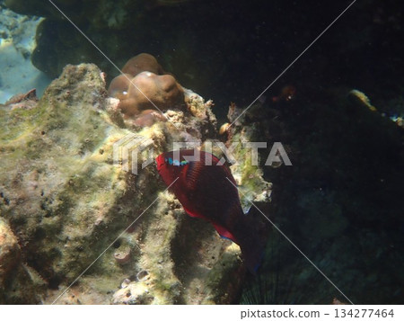 來自泰國洛克群島的魚 來自泰國洛克群島的魚 134277464