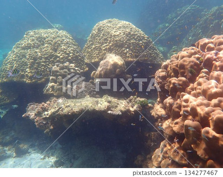來自泰國洛克群島的魚 來自泰國洛克群島的魚 134277467