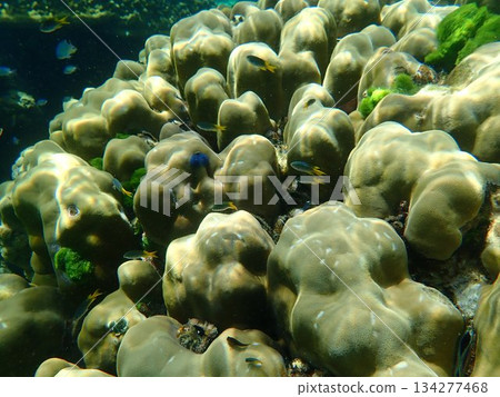來自泰國洛克群島的魚 來自泰國洛克群島的魚 134277468
