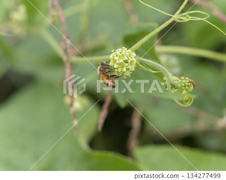 Arechiuri flowers and bees 134277499