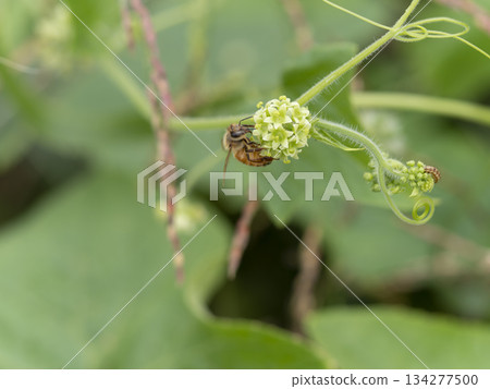 Arechiuri flowers and bees Arechiuri flowers and bees 134277500