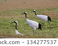 丹頂鶴出現在北海道的農田上 134277537