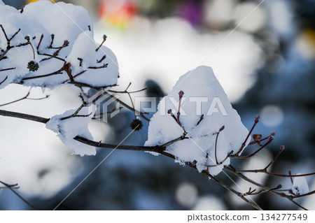 冬季景色（中島公園）_3986 134277549