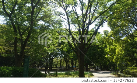 新鮮的綠色公園 134277628