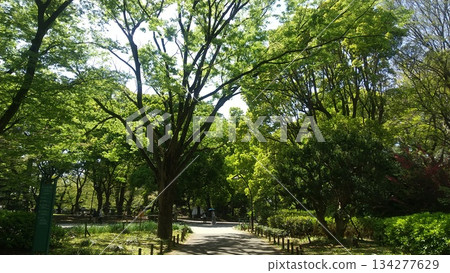 新鮮的綠色公園 新鮮的綠色公園 134277629