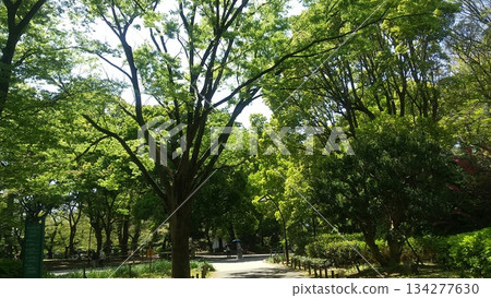 新鮮的綠色公園 新鮮的綠色公園 134277630