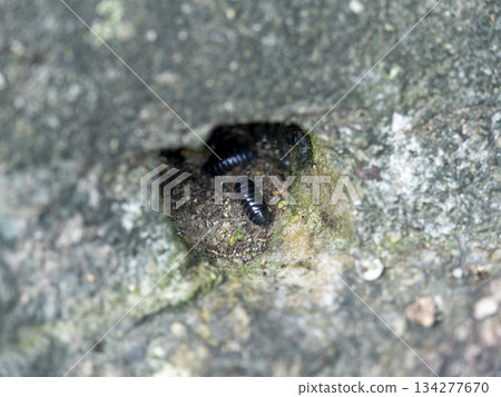 Pillbugs living in tree trunks Pillbugs living in tree trunks 134277670