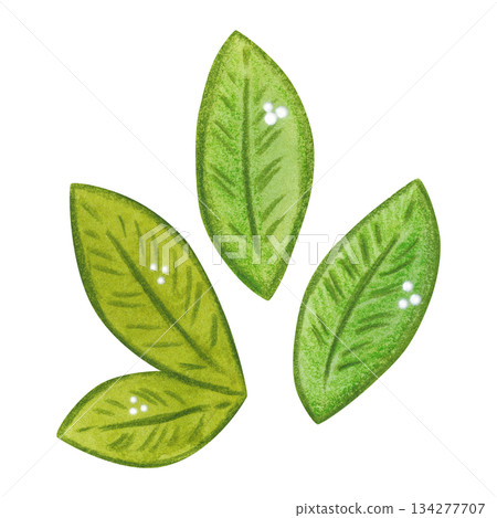 Green leaves, folk, ornamental element, set. Hand-drawn watercolor illustration, cartoon. Flower, plant, decoration, holiday, children, Easter, isolated 134277707