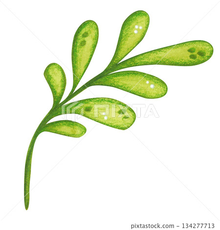 Green branch with leaves, folk, ornamental element. Hand-drawn watercolor illustration, cartoon. Flower, plant, decoration, holiday, children, Easter, isolated Green branch with leaves, folk, ornamental element. Hand-drawn watercolor illustration, cartoon. Flower, plant, decoration, holiday, children, Easter, isolated 134277713