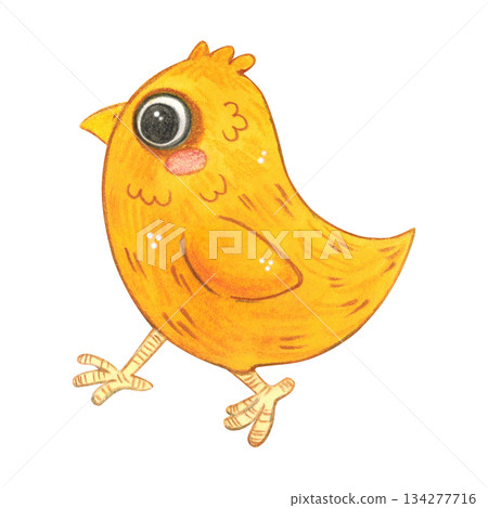 A yellow chick walks forward. Hand-drawn watercolor illustration, cartoon. Farm, animals, bird, village, poultry farm, children, Easter, eggs, meat, product, eco-friendly, isolate 134277716