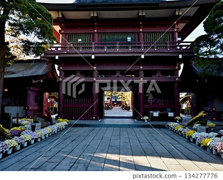 笠間稻荷神社菊花祭的景象 134277776