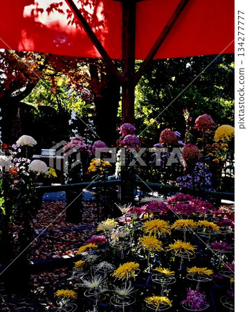 笠間稻荷神社菊花祭的景象 134277777