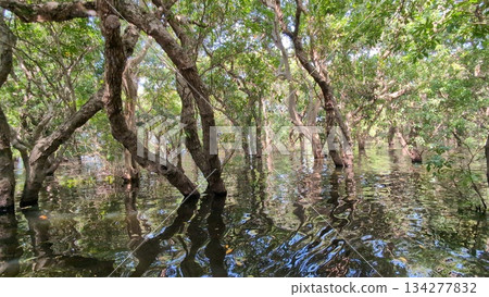 Cambodia Tonle Sap Lake mangrove forest Cambodia Tonle Sap Lake mangrove forest 134277832