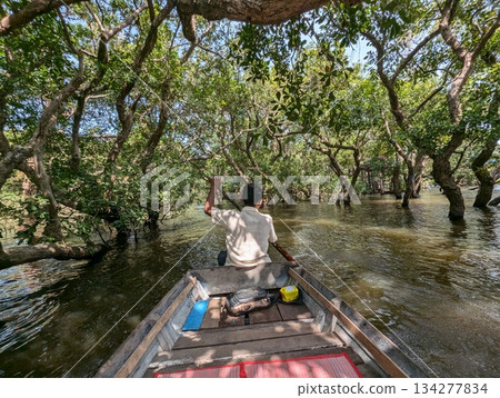 Cambodia Tonle Sap Lake mangrove forest Cambodia Tonle Sap Lake mangrove forest 134277834