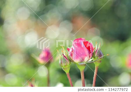 Rose flowers I saw in my neighborhood Rose flowers I saw in my neighborhood 134277972