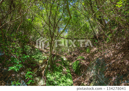 A grove of trees along the Kizu River in Kasagi Town, Kyoto Prefecture A grove of trees along the Kizu River in Kasagi Town, Kyoto Prefecture 134278041