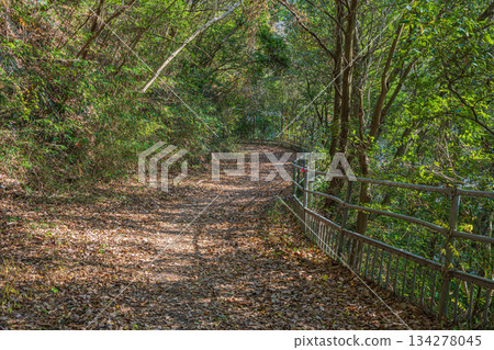 A hiking trail along the Kizu River covered with fallen leaves in Kasagi Town, Kyoto Prefecture 134278045