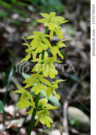 Ebine花 Ebine花 134278084