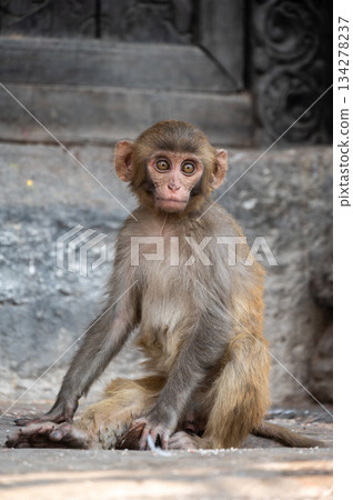 A little Monkey living in the area of Swayambhunath temple in Kathmandu, Nepal. A little Monkey living in the area of Swayambhunath temple in Kathmandu, Nepal. 134278237