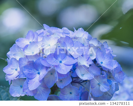 藍色繡球花 134278311