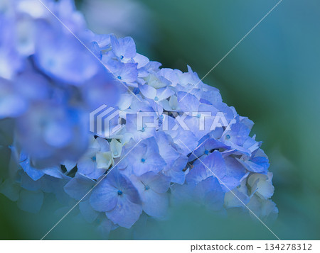藍色繡球花 134278312