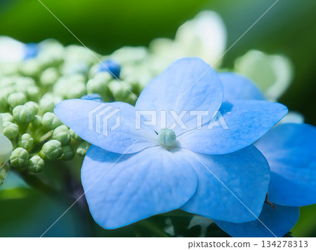 藍色繡球花 藍色繡球花 134278313
