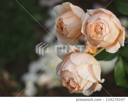 Apricot-colored rose Jude the Obscure Apricot-colored rose Jude the Obscure 134278347